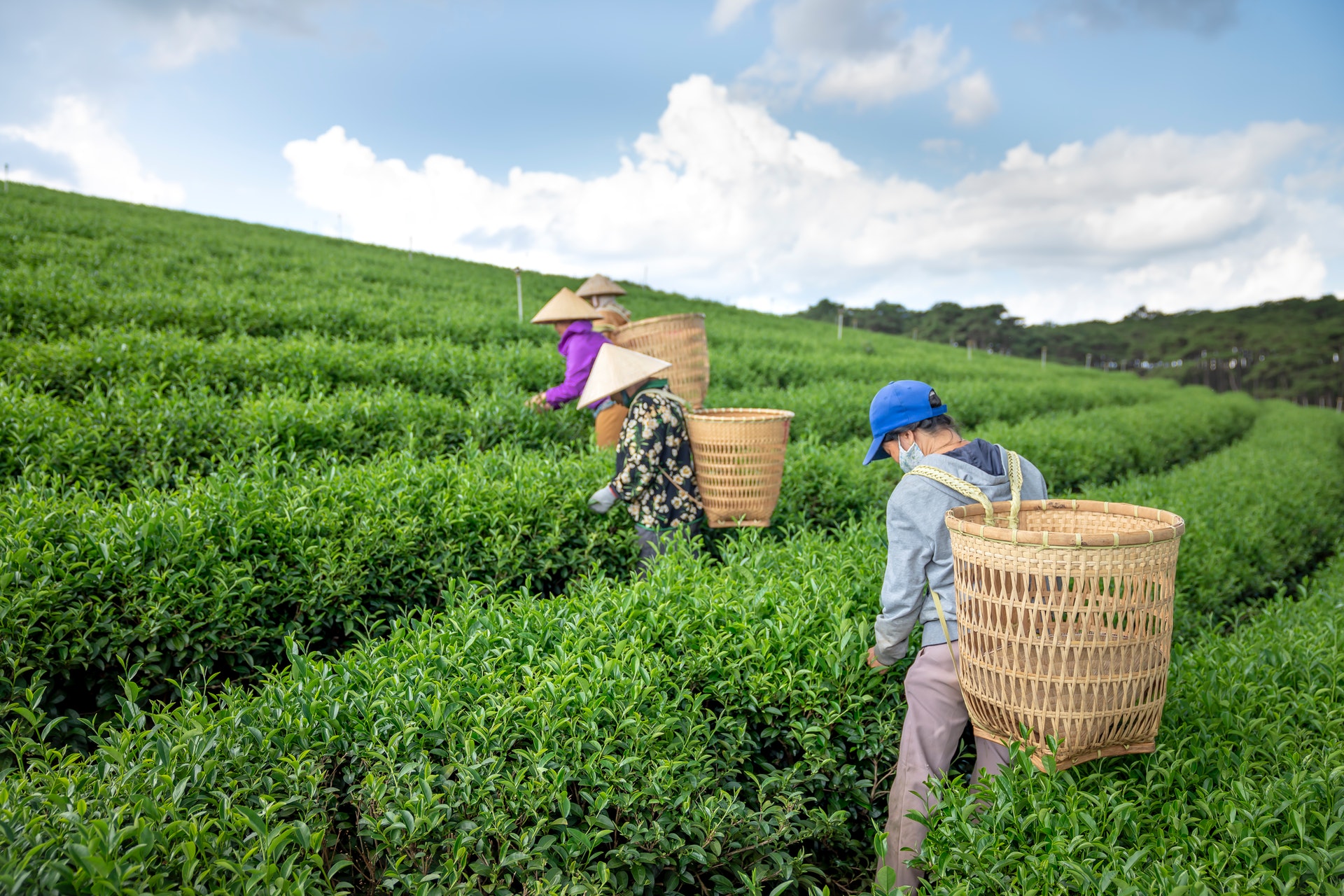 最新剧透！第十九届农交会打造全国最大的精品茶叶展