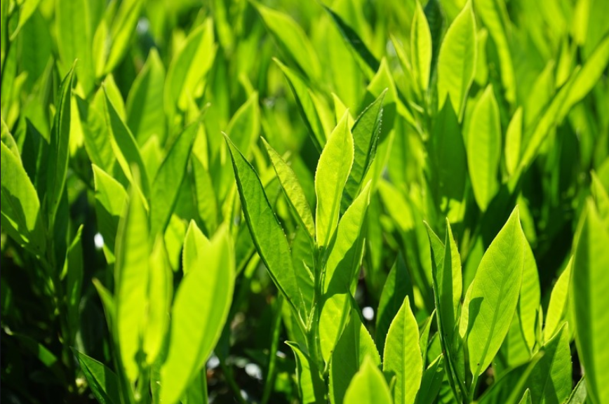 【百市千县创品牌】安吉白茶，绿茶中的皇后！
