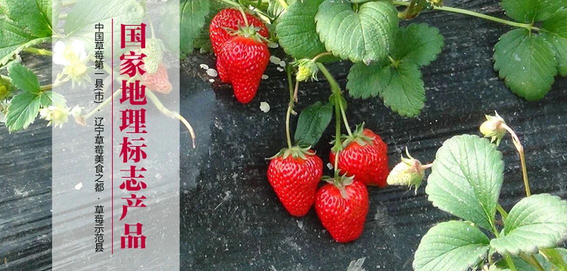 【百市千县创品牌】辽宁东港：小草莓成为增收“大引擎”